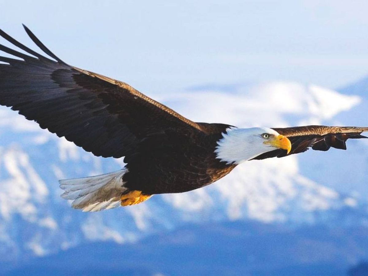 Los 7 Consejos Del Aguila Gratitud Blog